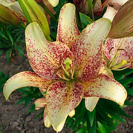 Лилия ЛА-гибрид Санкрест