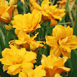 Лилейник гибридный Кондилла НАБОР 2ШТ (1+1)