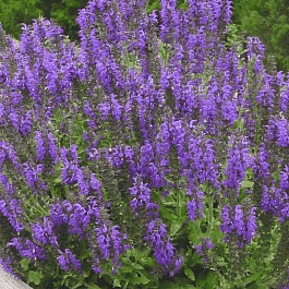 Шалфей гибридный Markus