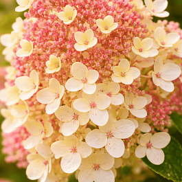 Гортензия метельчатая Pandria