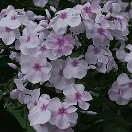 Флокс метельчатый Атлант