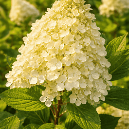 Гортензия метельчатая Magical Kilimanjaro