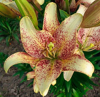 Лилия ЛА-гибрид Санкрест