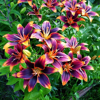 Лилия азиатская Форевер Сьюзан НАБОР 2ШТ (2+2)