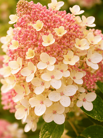 Гортензия метельчатая Pandria