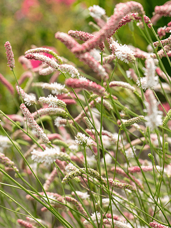 Кровохлебка Strawberry Frost