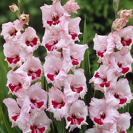 Гладиолус крупноцветковый Вайн энд Роузес