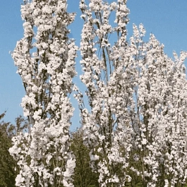 Вишня мелкопильчатая Amanogawa