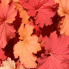 Гейхера Southern Comfort