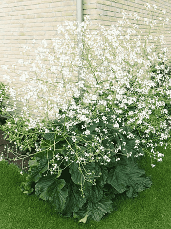 Катран сердцелистный