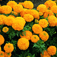 Бархатцы прямостоячие Махровые смесь окрасок Бархатцы прямостоячие Махровые смесь окрасок
