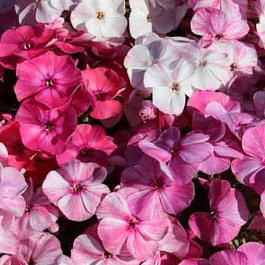 Флокс метельчатый Фрекл Пинк Шейдз