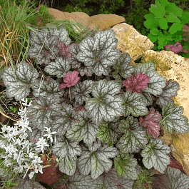 Гейхера Neptune