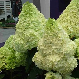 Гортензия метельчатая Magical Moonlight