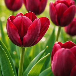 Тюльпан триумф Ronaldo