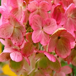 Гортензия метельчатая Tickled Pink