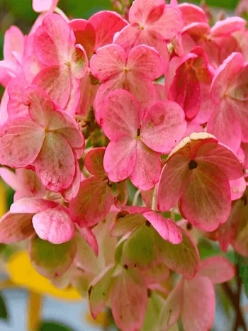 Гортензия метельчатая Tickled Pink