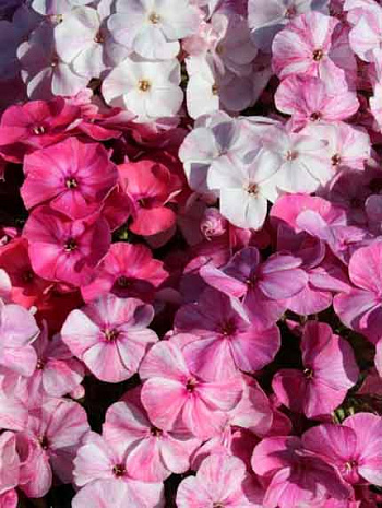 Флокс метельчатый Фрекл Пинк Шейдз