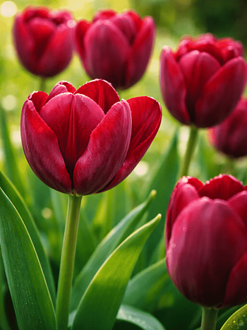 Тюльпан триумф Ronaldo