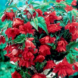 Бегония ампельная Скарлет