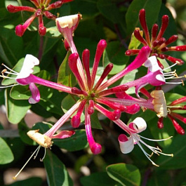 Жимолость приморская Чойнау