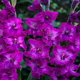 Гладиолус крупноцветковый Шоуберд