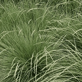 Овсяница Мэра