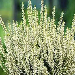 Вереск обыкновенный White Angie