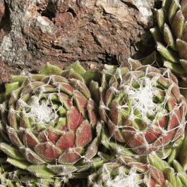 Молодило гибридное Kramers Spinrad