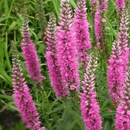 Вероника колосистая Royal Pink