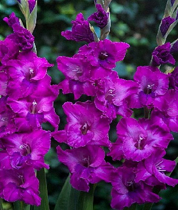 Гладиолус крупноцветковый Шоуберд