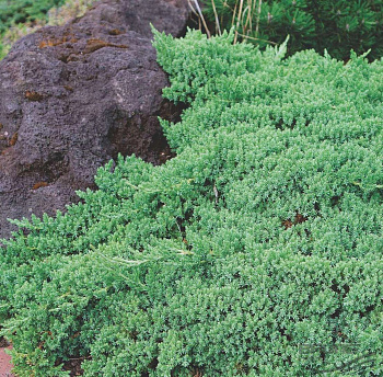 Можжевельник лежачий Нана