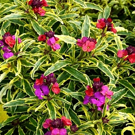 Желтушник льнолистный Variegatum