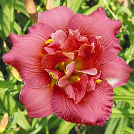 Лилейник гибридный Кьют Эс Кэн Би