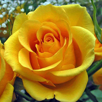 Роза чайно-гибридная Йеллоу Айленд