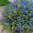 Литодора раскидистая Compact Blue