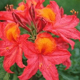 Азалия крупноцветковая Tunis