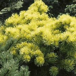 Сосна горная  Zundert