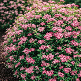 Спирея японская Little Princess