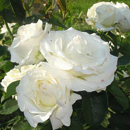 Роза чайно-гибридная Шопен