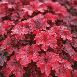 Гейхера Cherry Cola