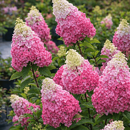 Гортензия метельчатая Fraise Melba