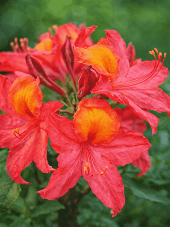 Азалия крупноцветковая Tunis