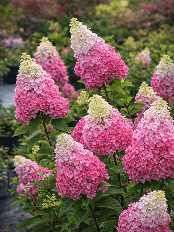 Гортензия метельчатая Fraise Melba