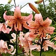 Лилия Pink Giant