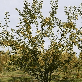 Яблоня декоративная ButterBall