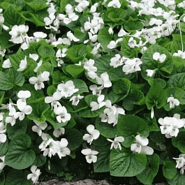 Виола душистая Alba