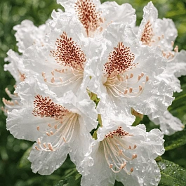 Рододендрон гибридный ПМА Тигерштэт