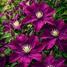 Клематис The Heroes of Warsaw