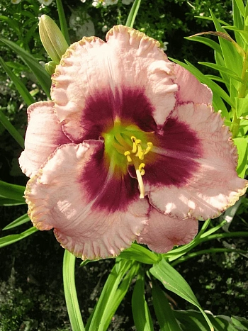 Лилейник Daring Deception